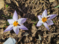 /album/rarity-a-novinky-2026-predjari/crocus-nubigena1-jpg/